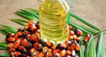 Crude Palm Oil Asal Indonesia, India Rencanakan Kenaikan Pajak