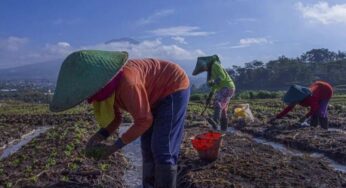 Minimnya Minat Generasi Muda Terhadap Sektor Pertanian